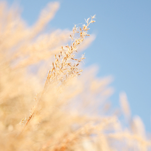 午夜成人蝌蚪小视频
